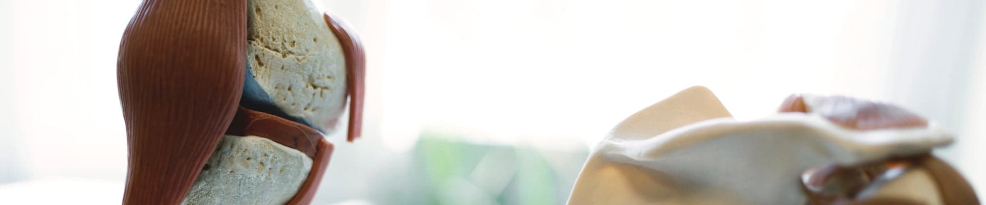 Anatomiska modeller av knä och axel