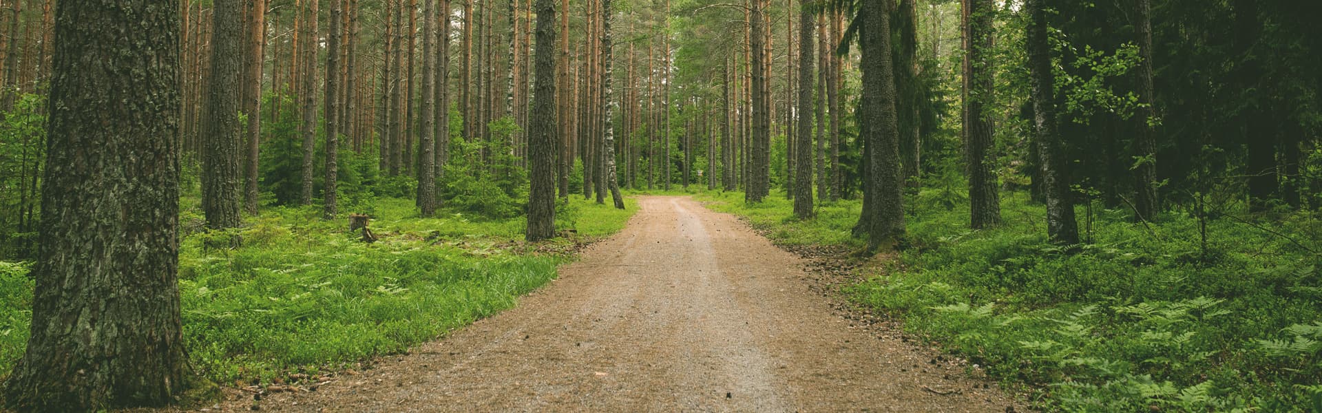 Skogsväg