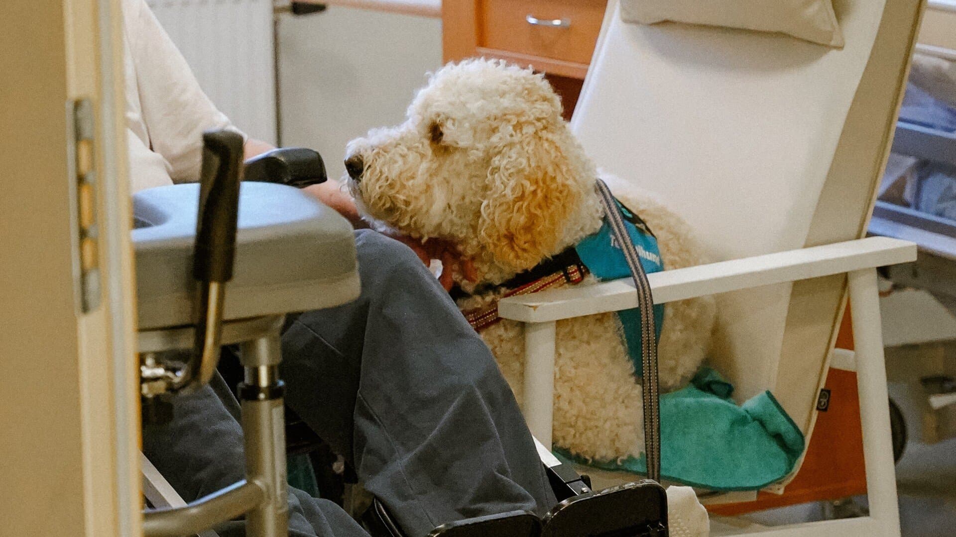 Vårdhunden Balto Vårdhunden Balto